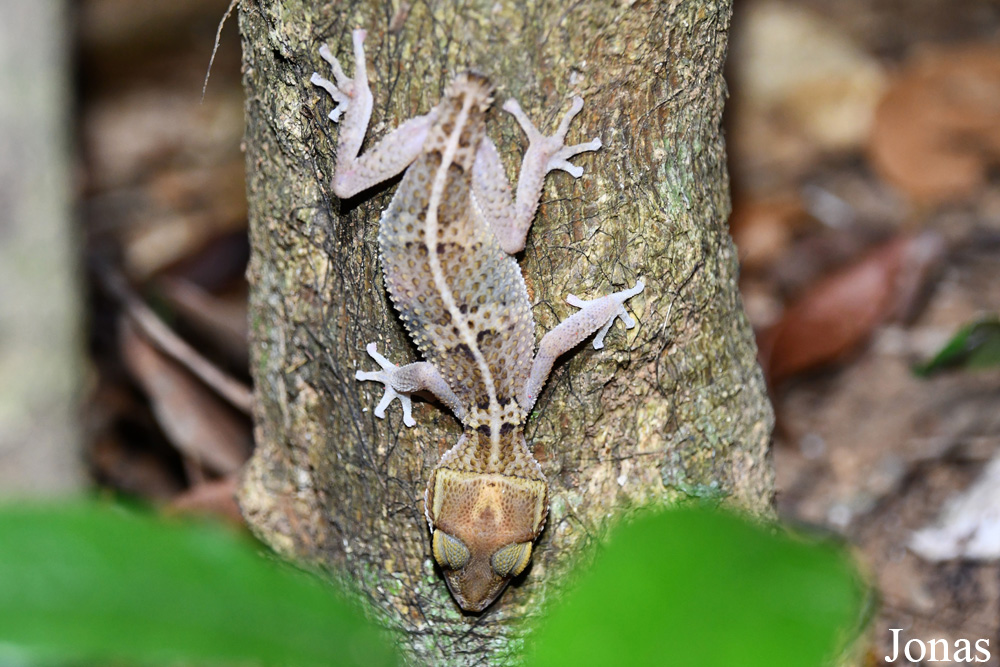 Parc National de Lokobe