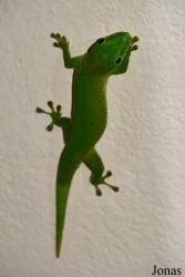 Parc National de Lokobe