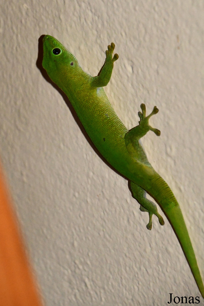 Parc National de Lokobe