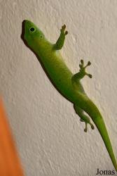 Parc National de Lokobe