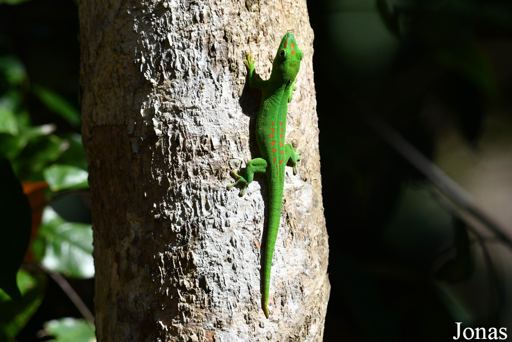 Parc National de Lokobe