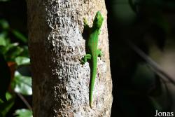 Parc National de Lokobe