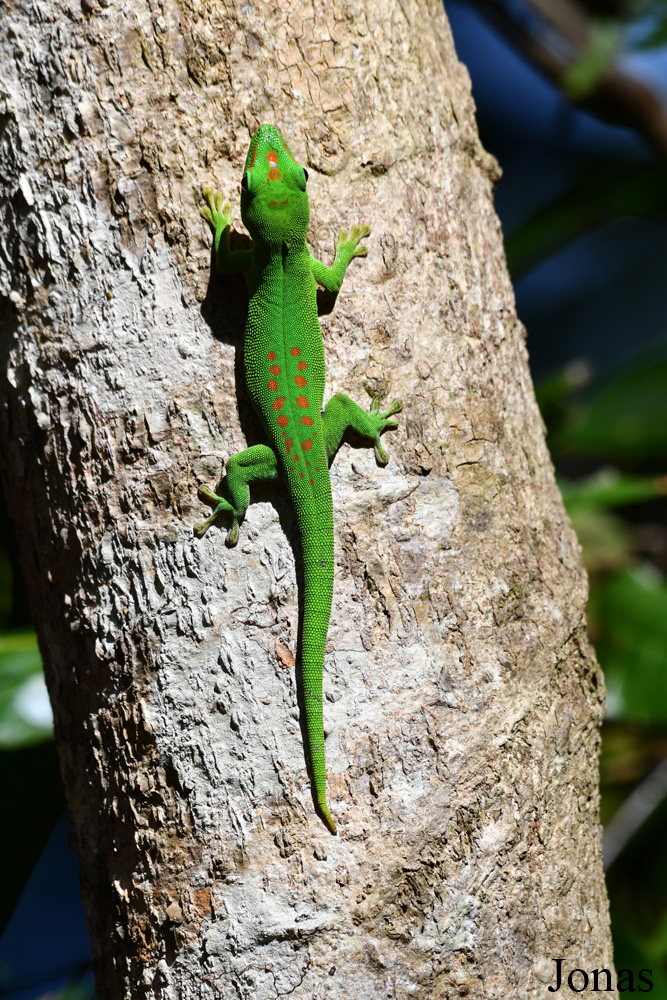 Parc National de Lokobe