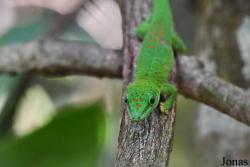 Parc National de Lokobe