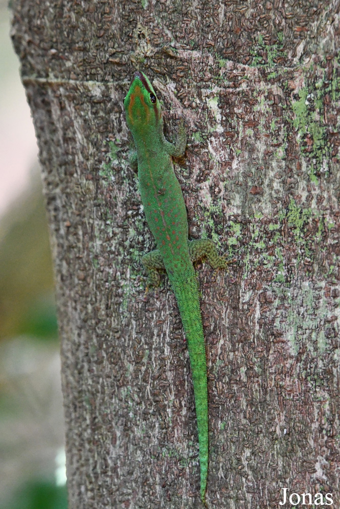 Parc National de Lokobe