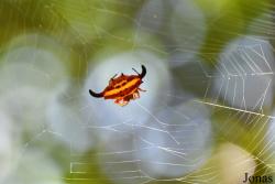 Gasteracantha thorelli