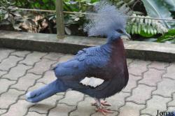 Goura scheepmakeri sclaterii