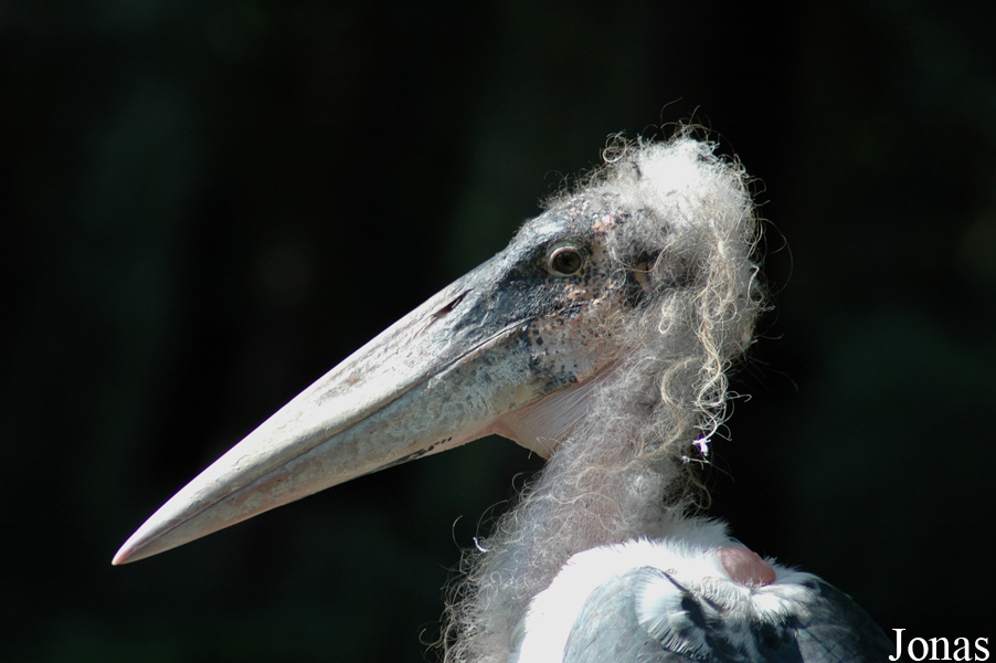 Zoo Duisburg