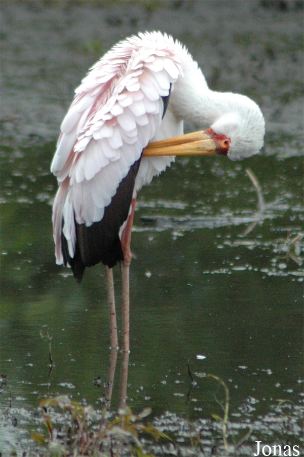 Vogelpark Niendorf