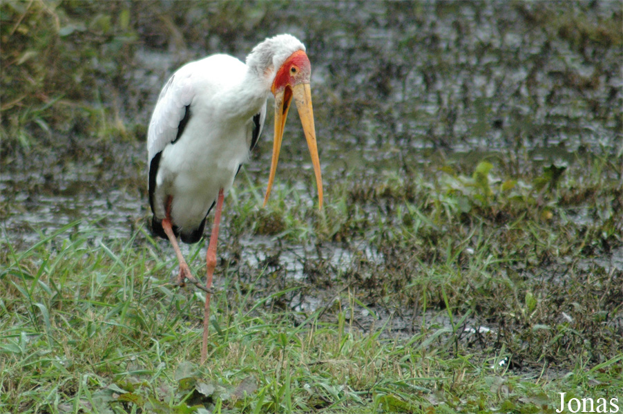 Vogelpark Niendorf