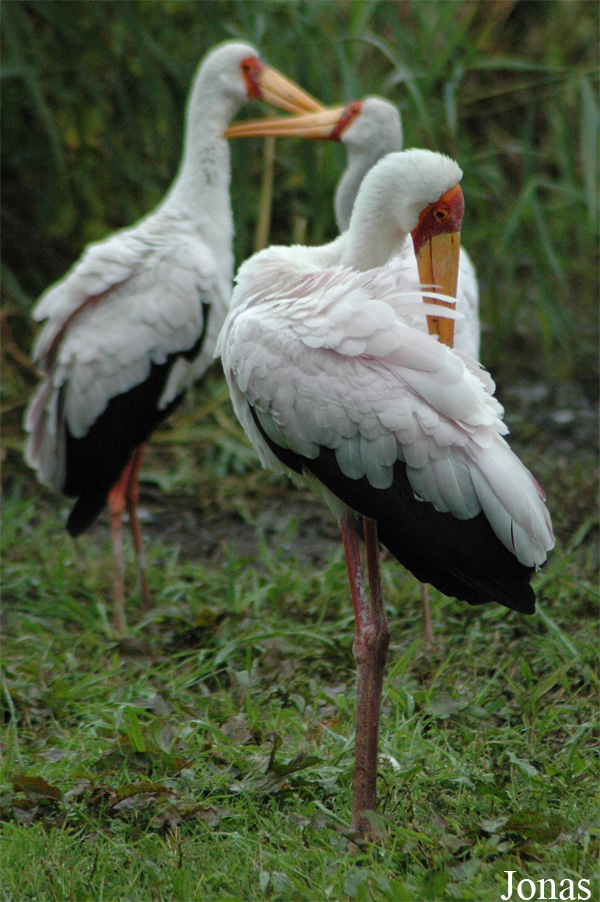 Vogelpark Niendorf