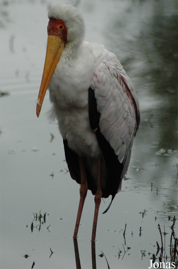 Vogelpark Niendorf
