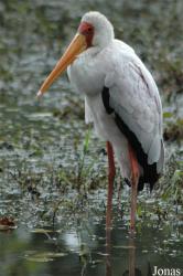 Vogelpark Niendorf