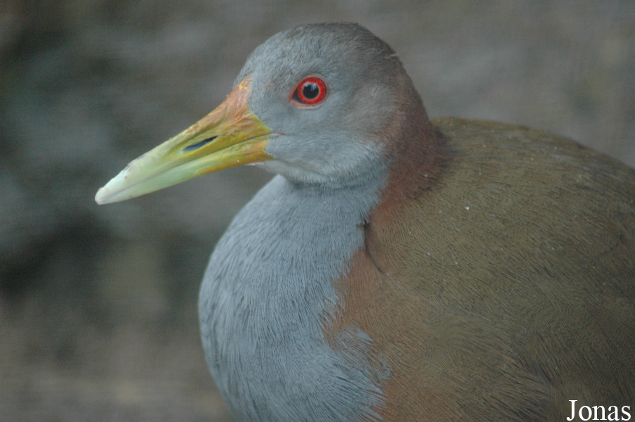 Vogelpark Niendorf