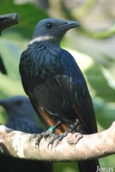 Vogelpark Heppenheim