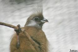 Vogelpark Heppenheim