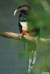Vogelpark Heppenheim