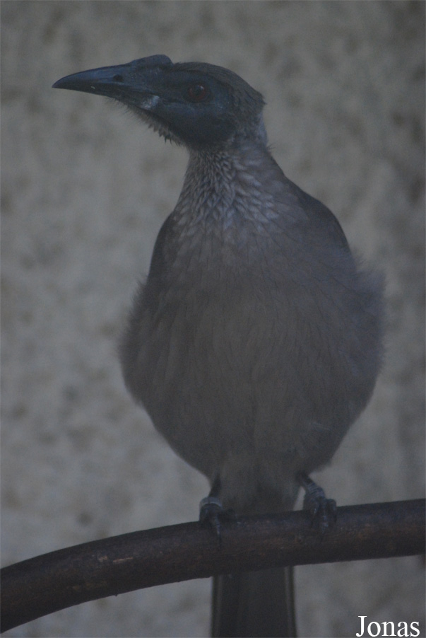 Vogelpark Heppenheim