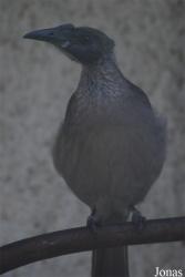 Vogelpark Heppenheim