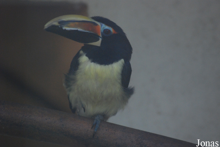 Vogelpark Heppenheim