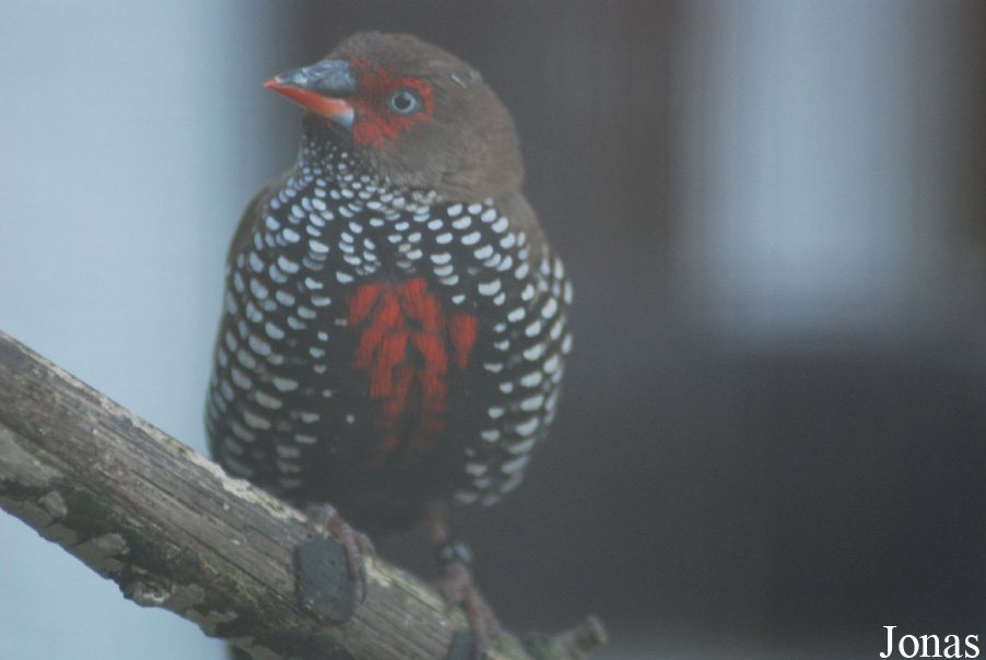 Vogelpark Heppenheim