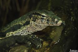 Reptilium