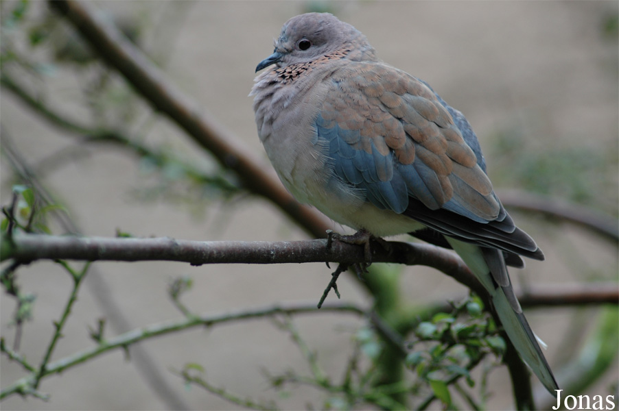 NaturZoo Rheine