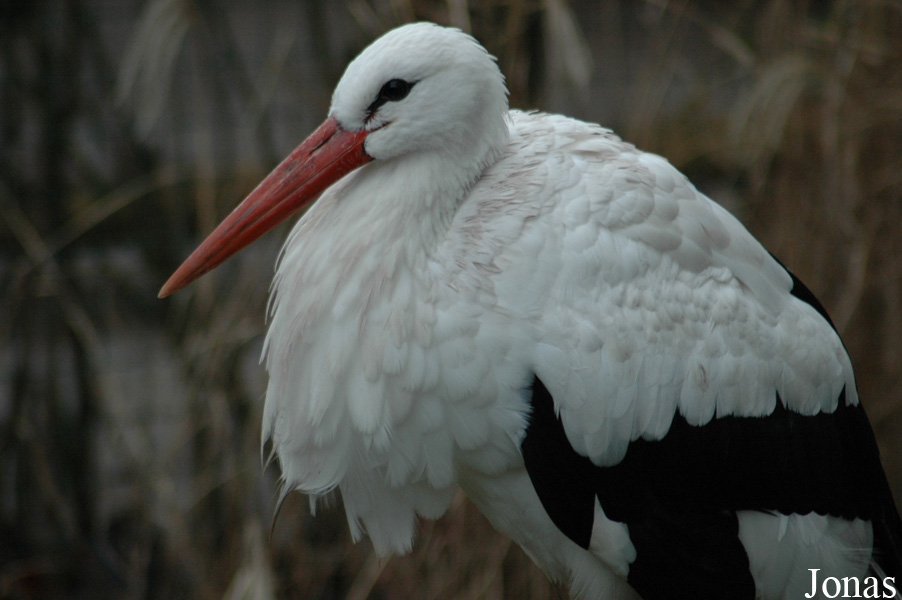 Dierenpark Wissel