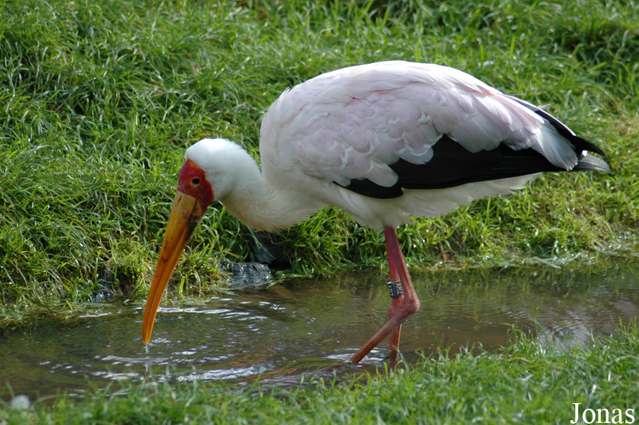 Paradisio