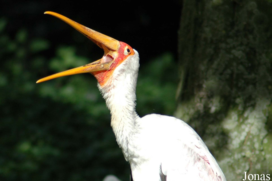 Paradisio