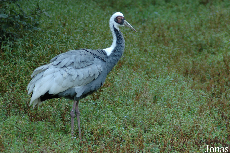 Vogelpark Metelener Heide