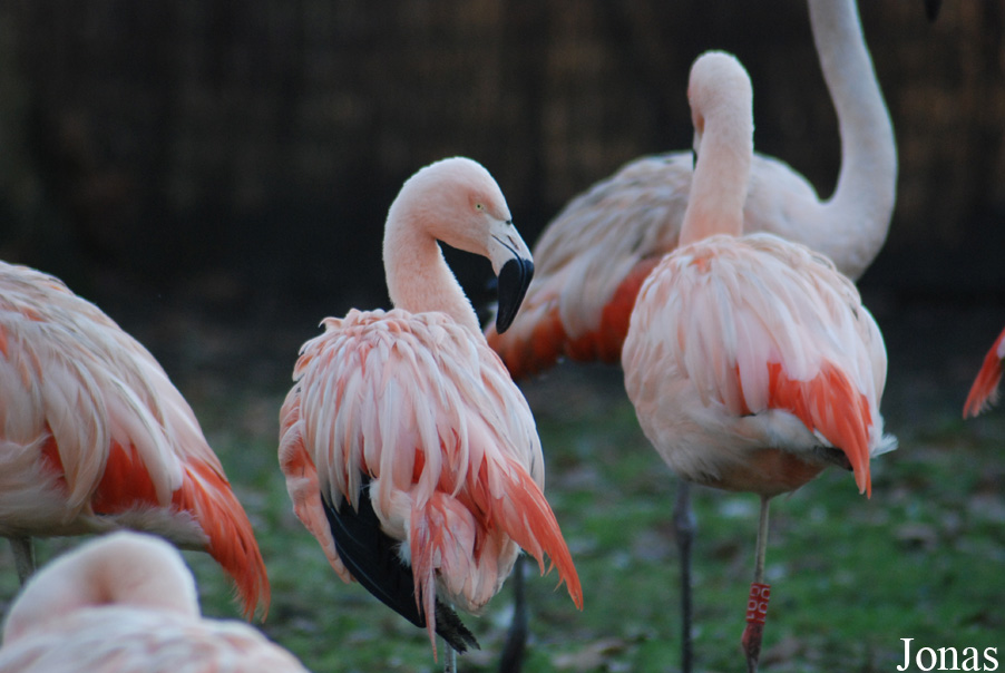 Dierenpark Planckendael
