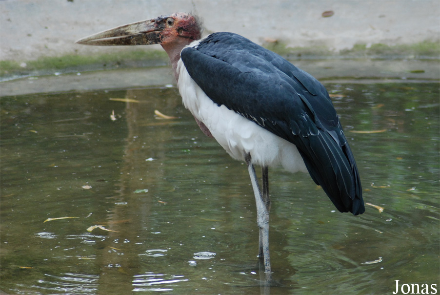 Safari Park Shenzhen