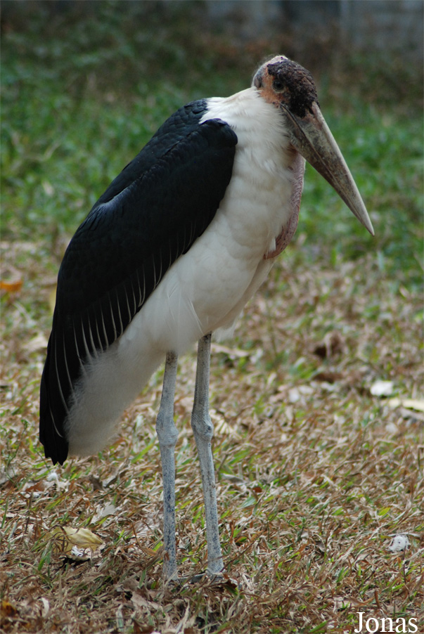 Safari Park Shenzhen