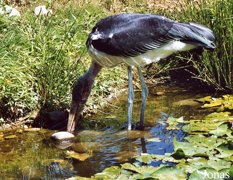 Zoologischer Garten Karlsruhe