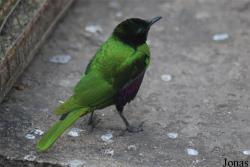 Solinger Vogel- und Tierpark