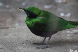 Solinger Vogel- und Tierpark