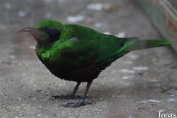 Solinger Vogel- und Tierpark