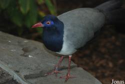 Zoo Köln