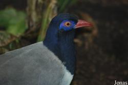 Zoo Köln