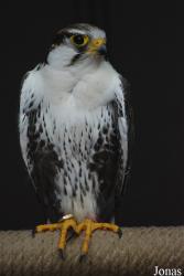 Falco jugger