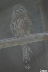 Zoo Brasov