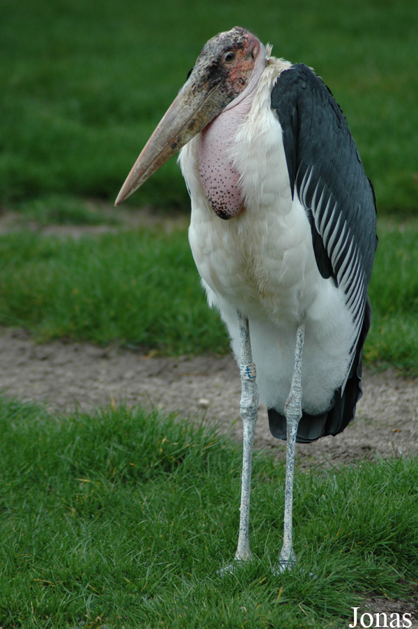 Zoologischer Garten Karlsruhe