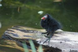Zoo de Doué