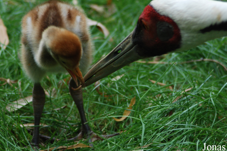 Zoo de Doué
