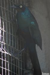 La Ferme aux Oiseaux