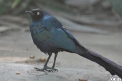 Lamprotornis caudatus