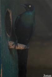 La Ferme aux Oiseaux