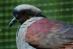 La Ferme aux Oiseaux