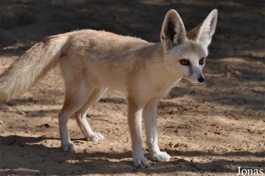 H. E. Sheikh Butti Maktoum's Wildlife Center